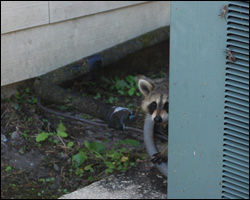 Raccoon removal and control McLean VA
