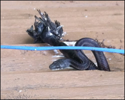 Snake control in McLean VA
