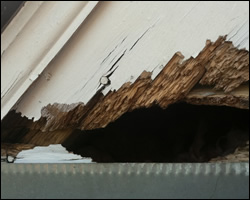 Squirrel damage in McLean VA