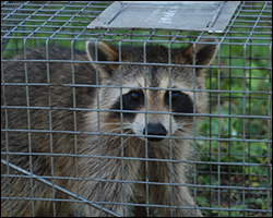 McLean wildlife trapping