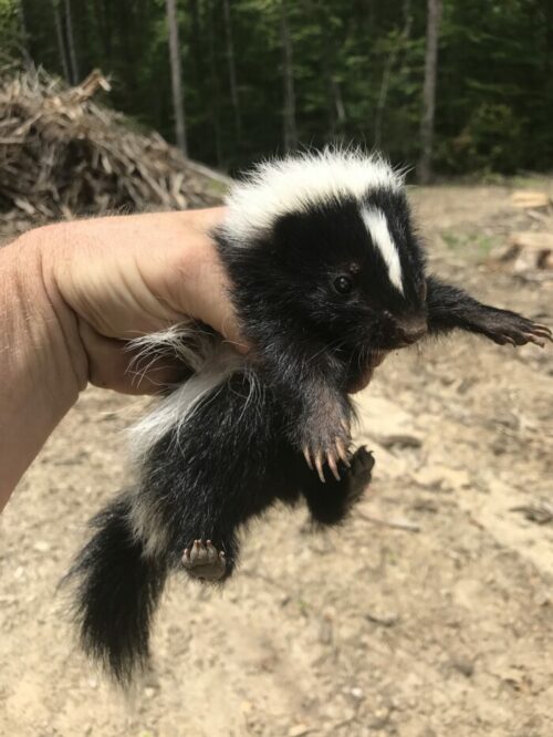 Caught baby skunk
