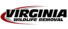 McLean Wildlife Removal